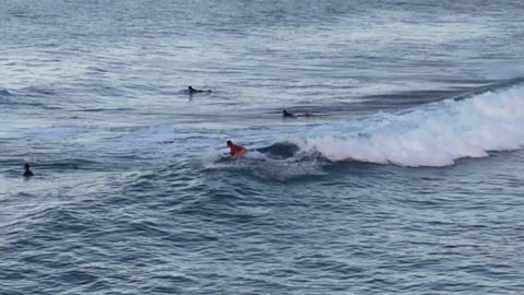 Ivy at the Ala Wai 2025-05-17 Sat 1-3'