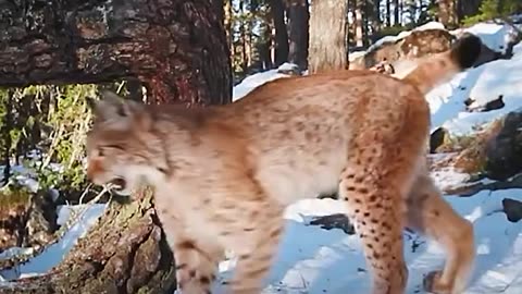 THE MYSTERIOUS FEMALE LYNX