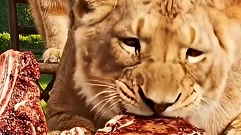 He Accidentally Raised 4 Lions... And The Result Was a Disaster (For His Enemies) 😂
