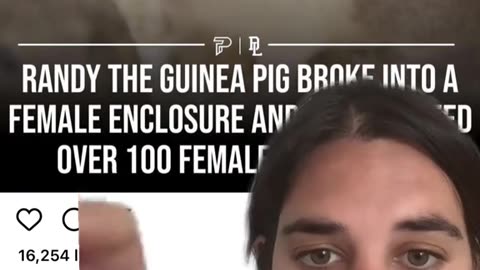 A MALE GUINEA PIG NAMED "RANDY" BROKE INTO A FEMALE-ONLY ENCLOSURE AND IMPREGNATED 😳 ALL 100 OF THEM