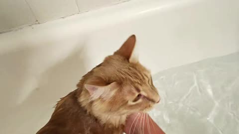 Bathing Gary vs Bathing Bean