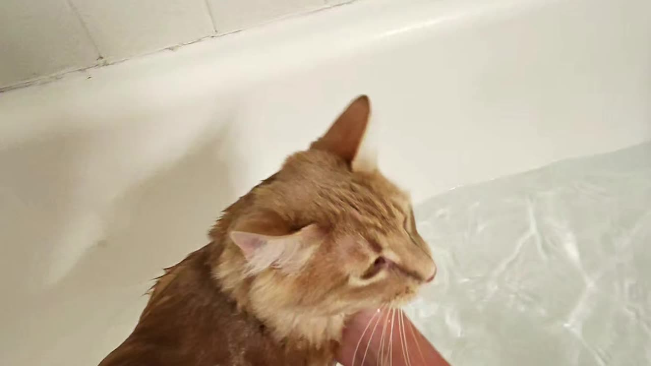 Bathing Gary vs Bathing Bean