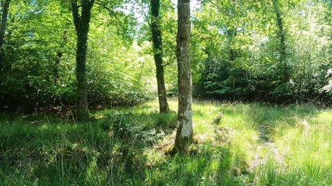 Short Walk in Forest