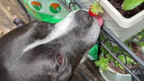 Dog Gently Plucks Strawberry