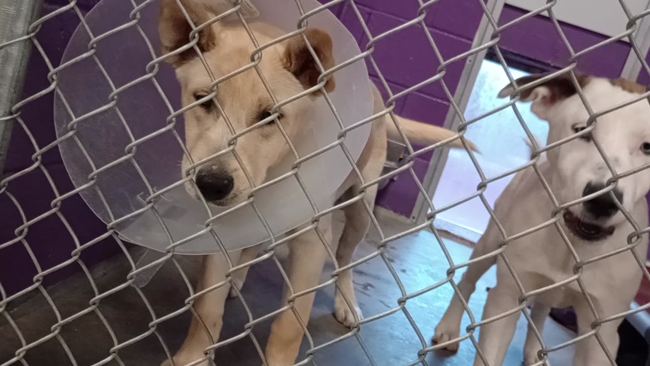 Fear's achilles heel .. unwilling 2 budge .. doggies lose battle kennel 11 HSSAZ shelte_20250606_562