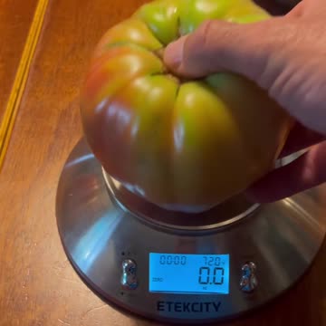 Another Large Domingo Tomato from My Raised Bed