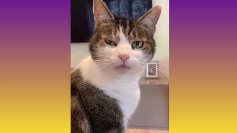 funny cats