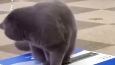 FunnyCat#