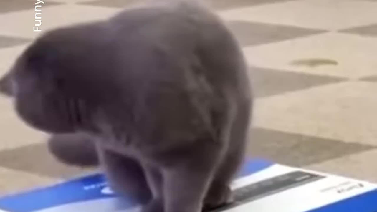 FunnyCat#