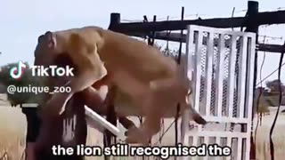 Lioness's reaction to seeing her rescuer, who helped raise her as a cub