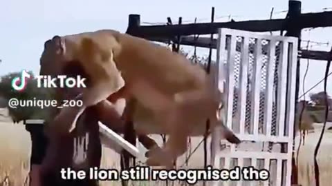 Lioness's reaction to seeing her rescuer, who helped raise her as a cub