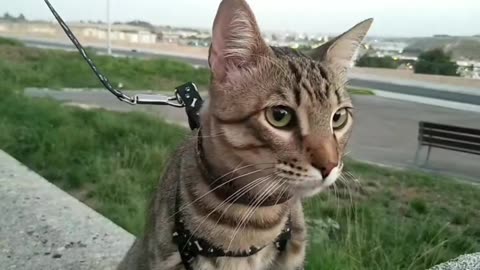 Cat Rico