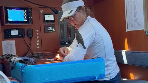 Little Bird Hitches Free Ride to Mackinac Island