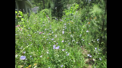 Ability To Thrive Chicory July 2022