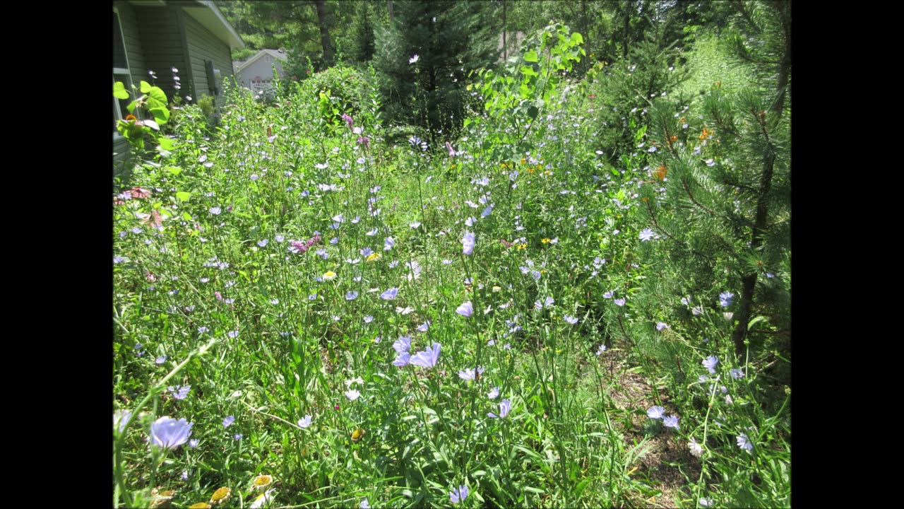 Ability To Thrive Chicory July 2022