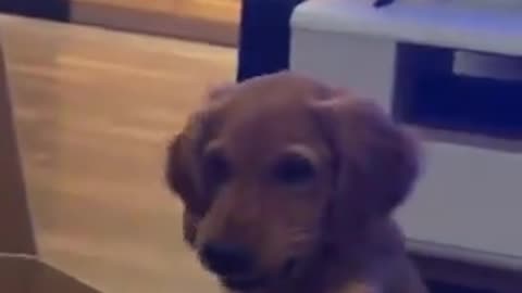 Cute funny dogs