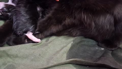 Kittens being born, 2nd kitten out(2)