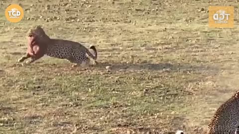 The Absolute Most BadAss Back 2 Back Leopard KILLs EVER! Amazing!