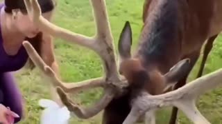 What a beautiful scene to welcome this beautiful deer in your backyard