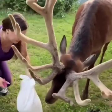 What a beautiful scene to welcome this beautiful deer in your backyard