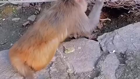 Macaco 😂