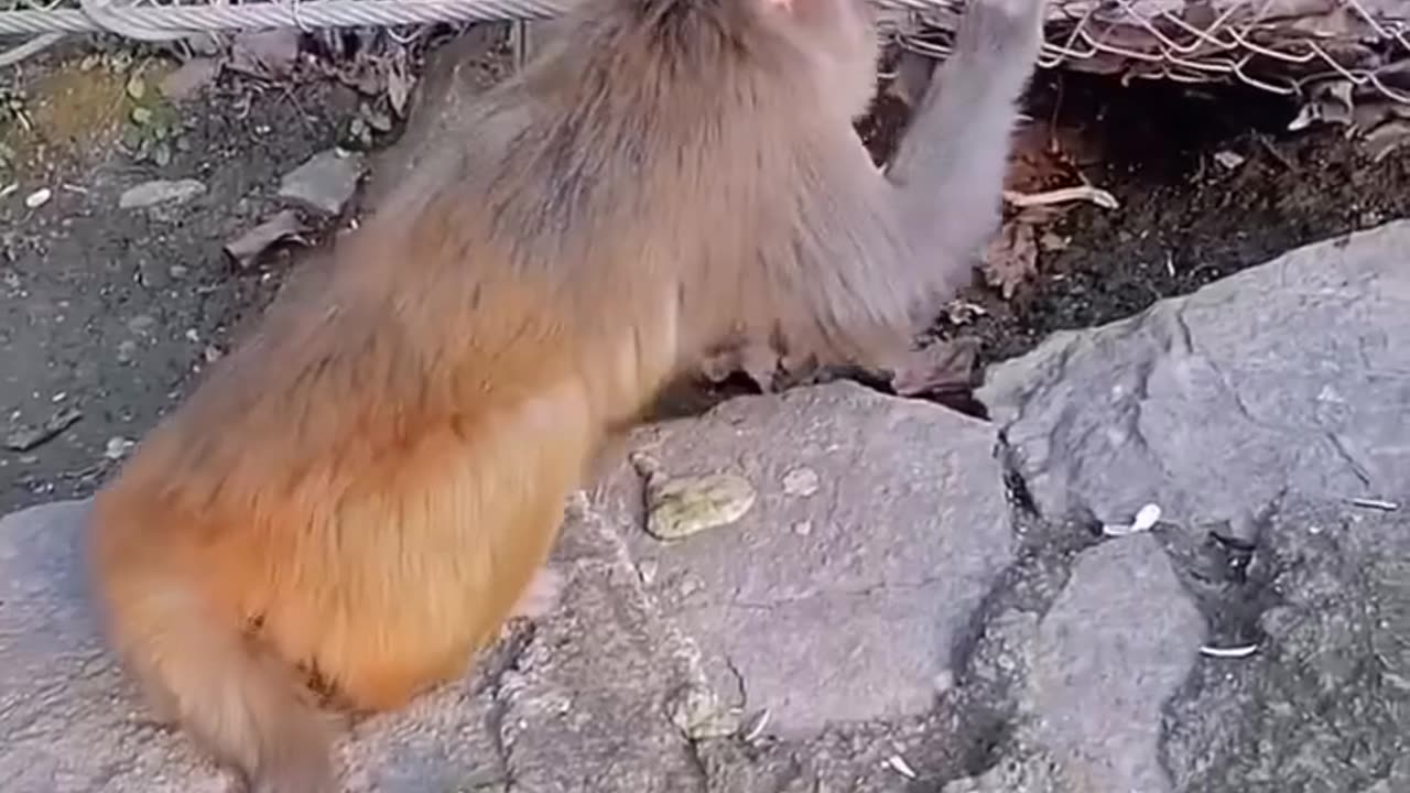 Macaco 😂