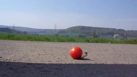 Accidental Tomato Smash