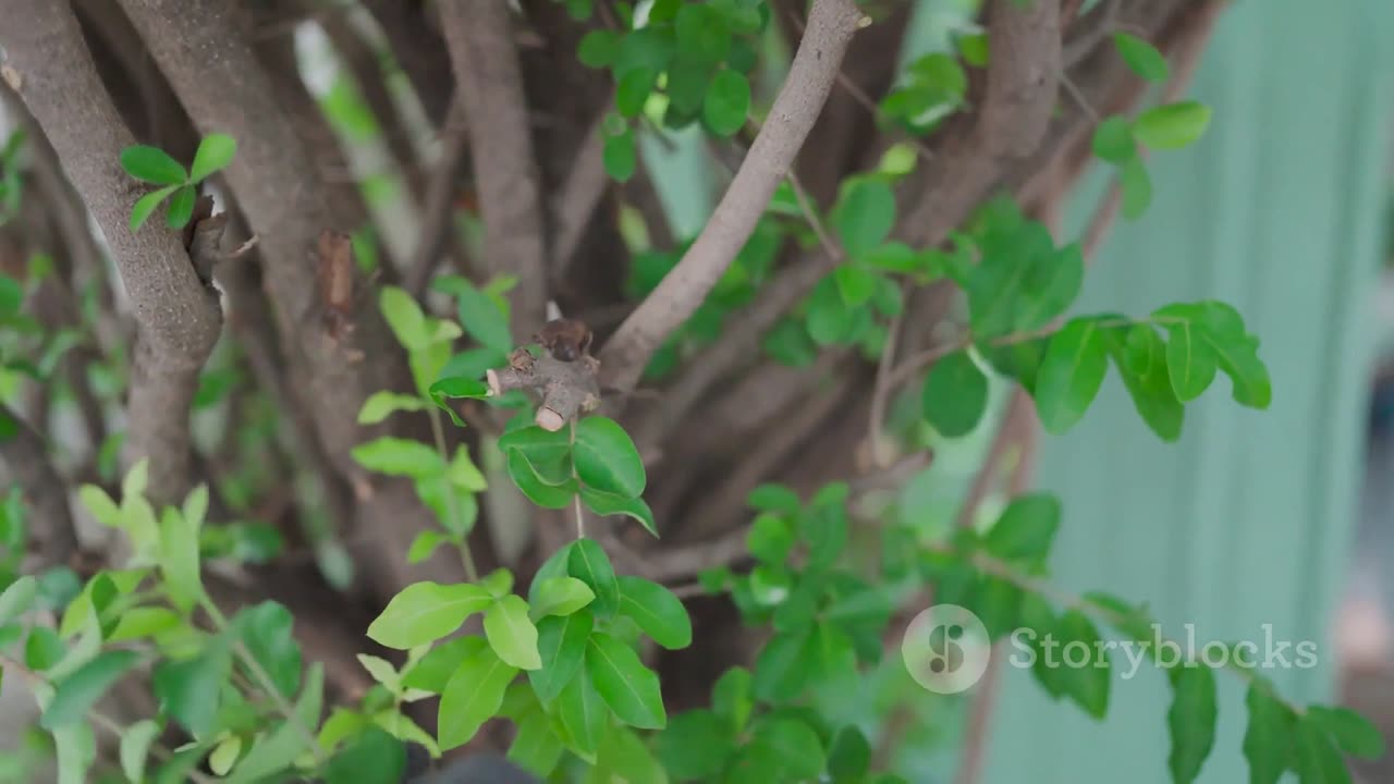 El Desarrollo Del Cerebro