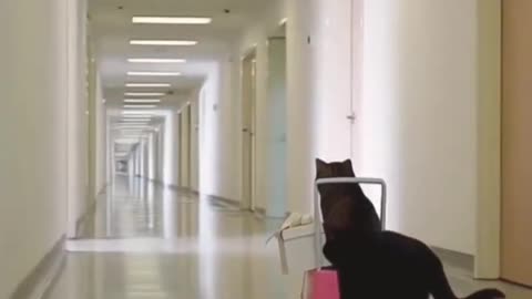😺🎂 Cat Brings Cake to Friend in Hospital | Funny Cat Video #cat #cake #aicats #shorts #hellokitty