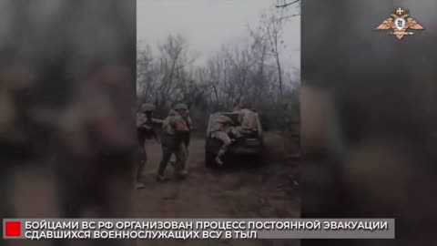 A herd of captive pigs from Mirnohrad