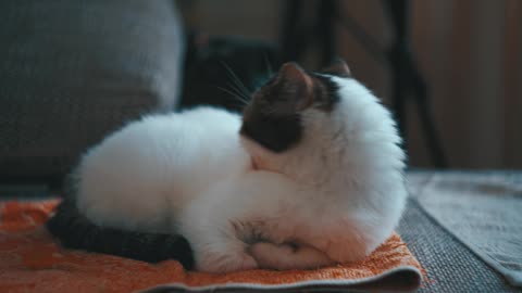 Snoopy White Cat