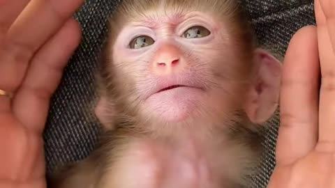 Rescue mama monkey