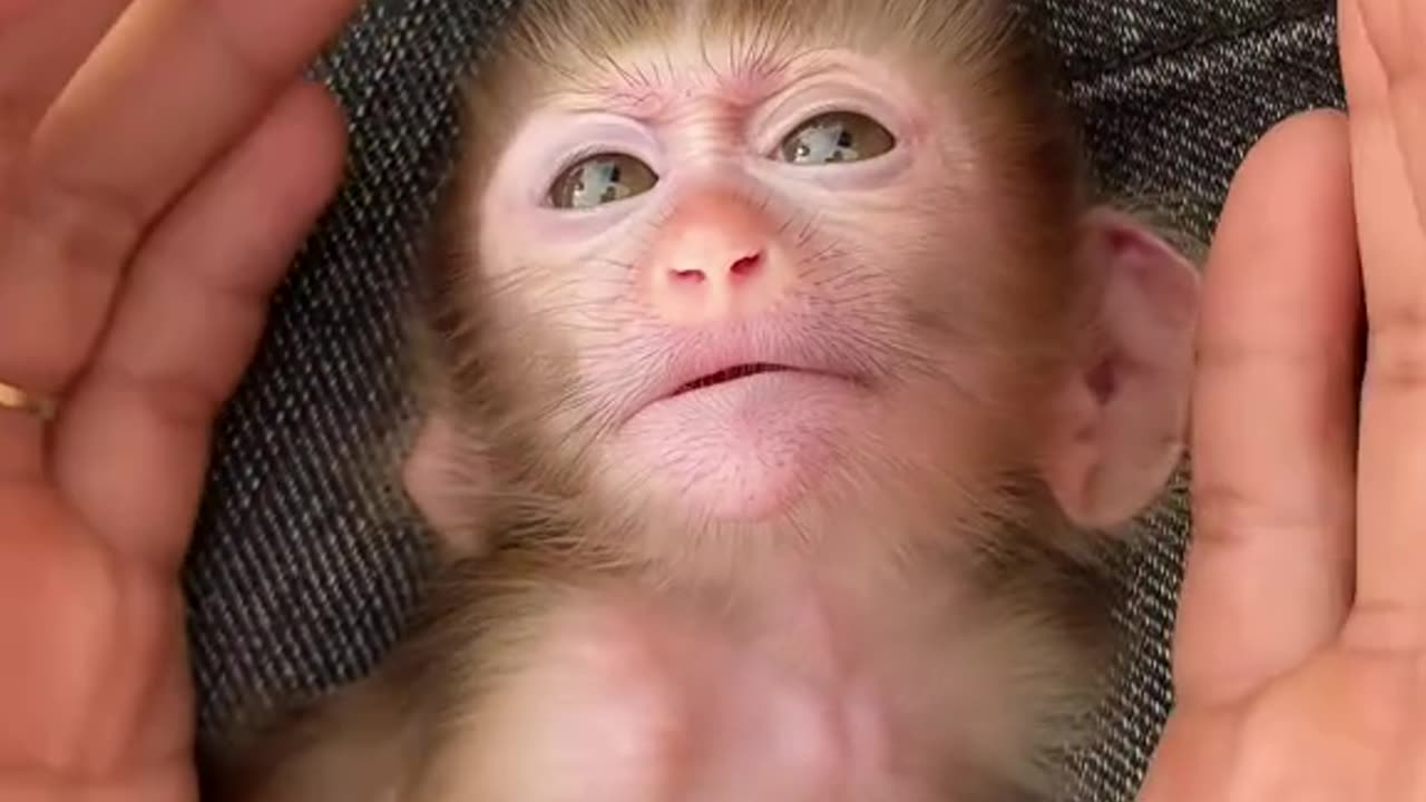 Rescue mama monkey