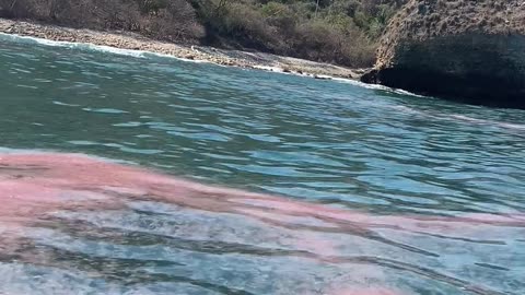 Jellyfish Off the Coast of Jalisco