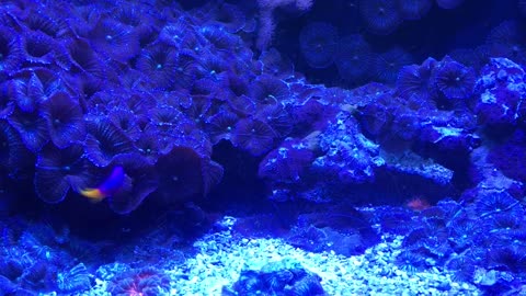 Mysterious Underwater World