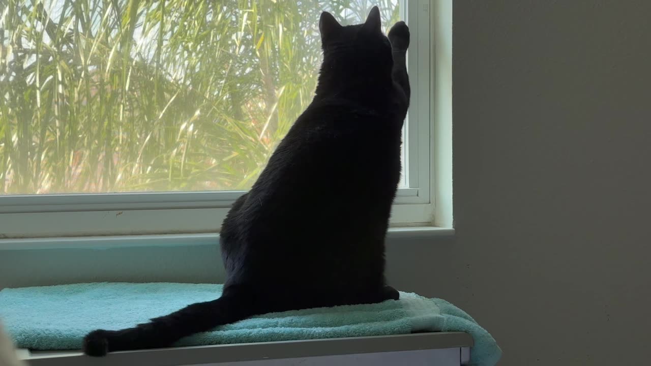 Cute Precious Piper is Thinking of Becoming an Exterminator - My Adopted Shelter Cat Vlog