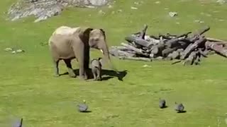 Baby elephant chases birds, falls and goes to mama crying