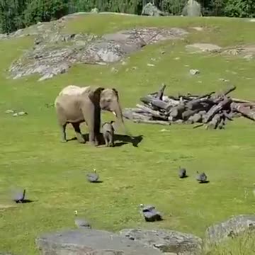 Baby elephant chases birds, falls and goes to mama crying