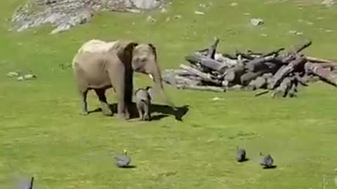 Baby elephant chases birds, falls and goes to mama crying