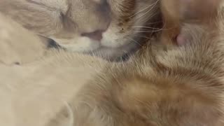 😂🐈 Ginger Chonkster Napping on Glass Is Comedy Gold! | FunFM