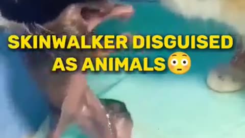 Amazing: skinwalker disguised as animals PRT-5 ☢️ #viral #ytshorts