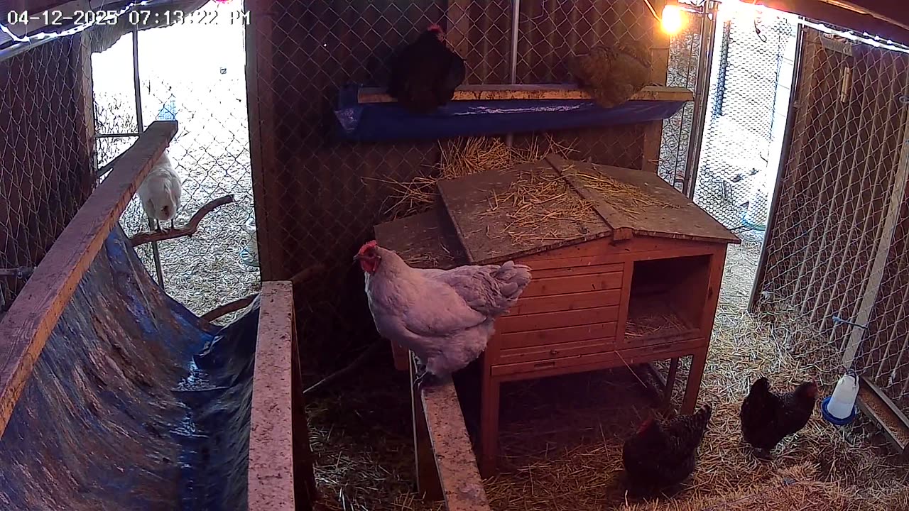 Saturday Night Perch Up Cam1