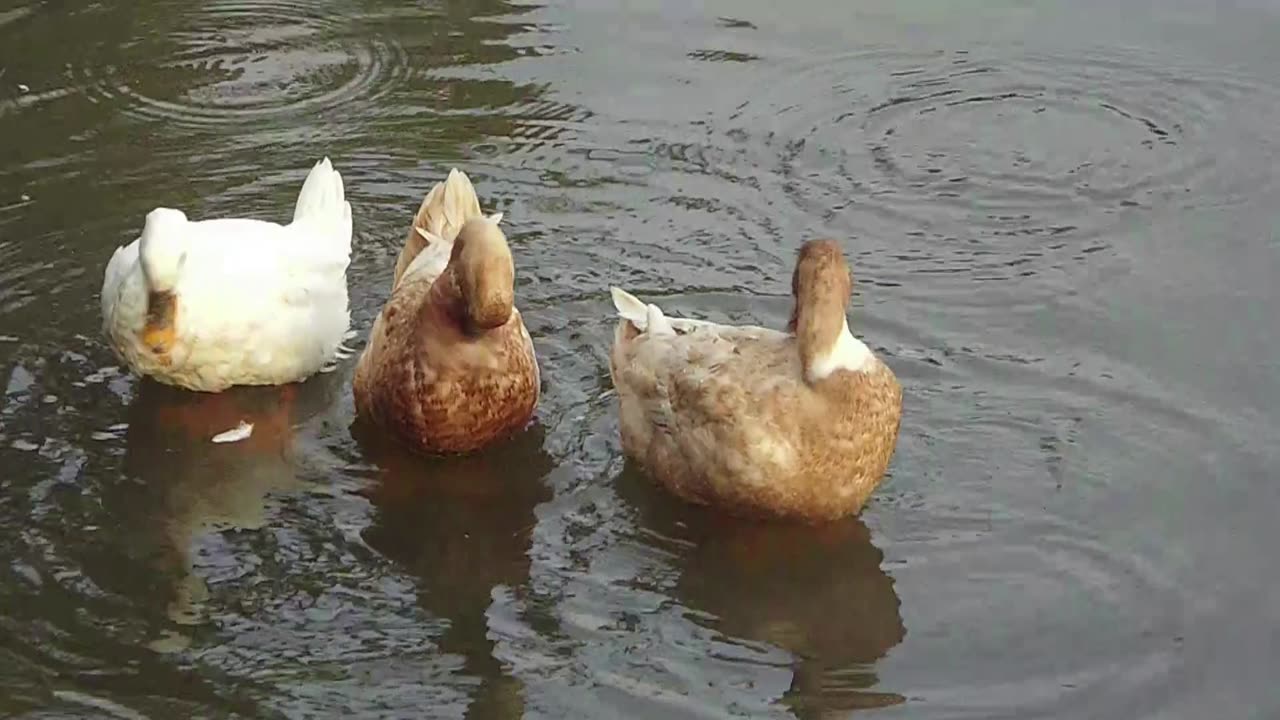 "Splash, Splash! White Duck and Pals Turn River into Spa Day"