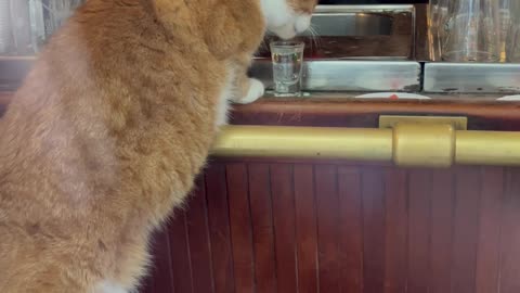 Cat Ordered a Shot