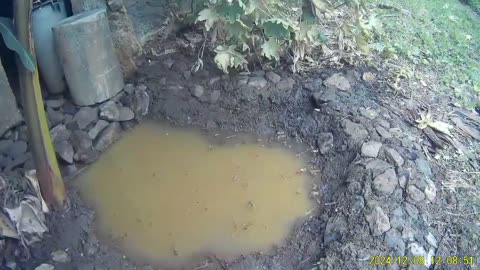 241208B___Madeira_NS-404,_adding_overflow_part_to_pond.(720p)