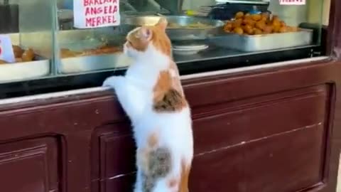 Tuna please