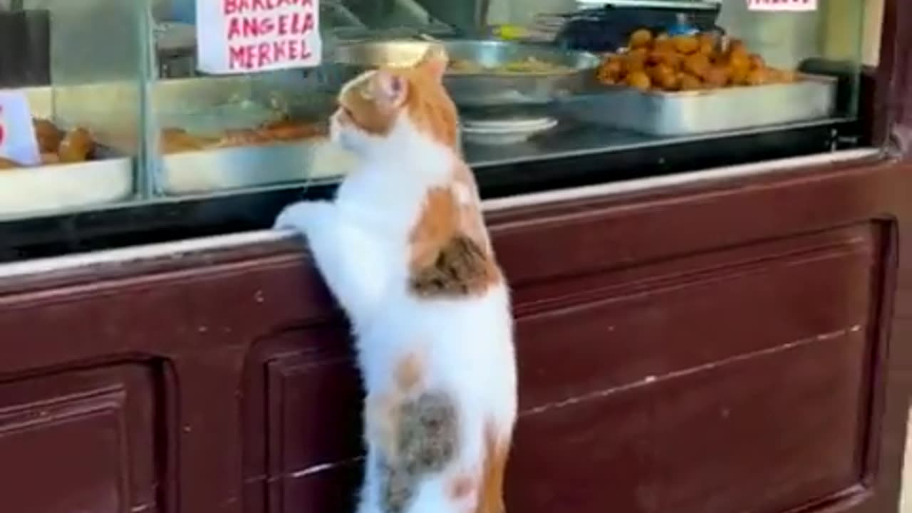 Tuna please