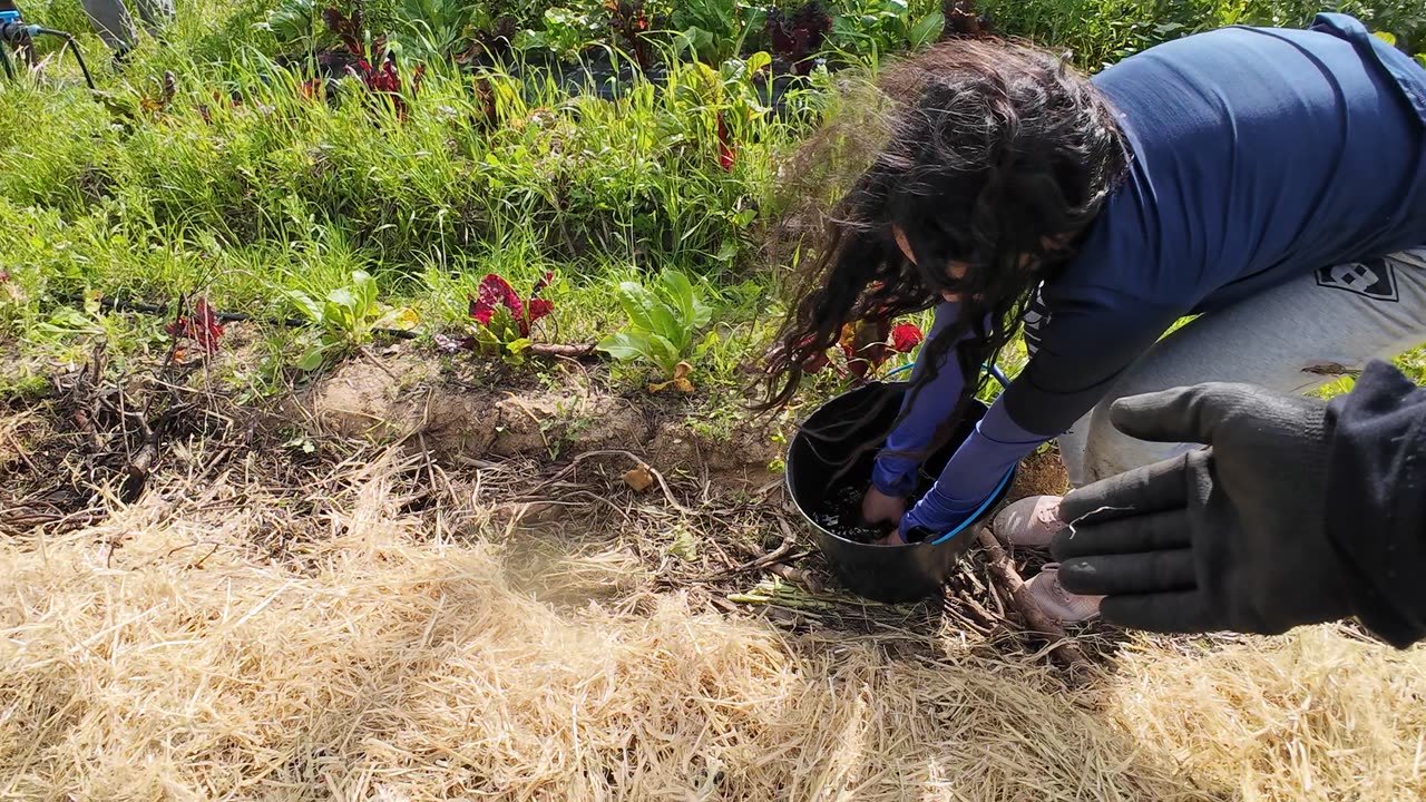 Actividades na Horta Experimental, Margem Sul Agrofloresta 15th of April 2k25 Part 12