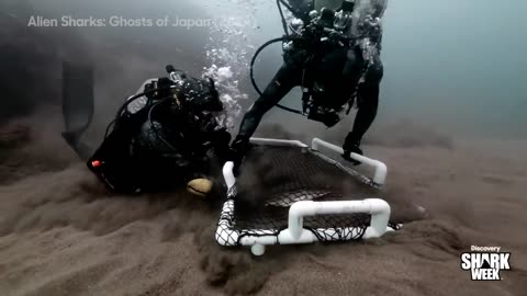 Jaw-Dropping Discoveries in Japan's Oceans Shark Week (2025) Discover