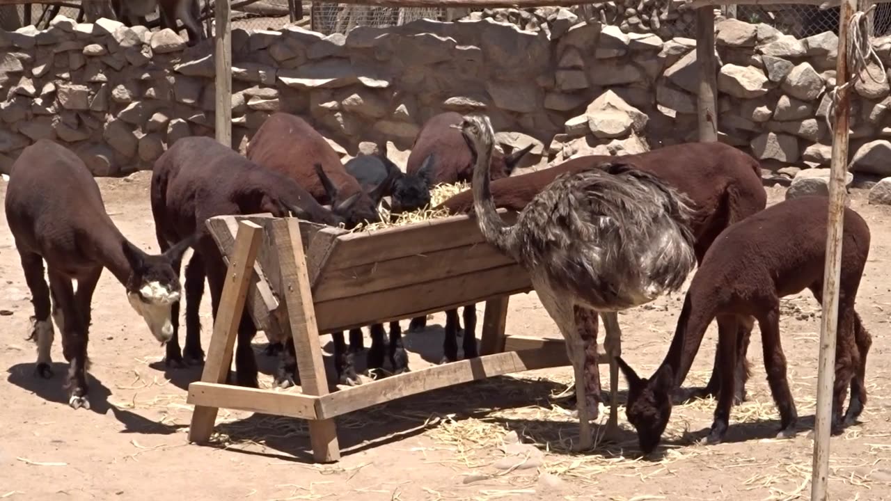 alpaca